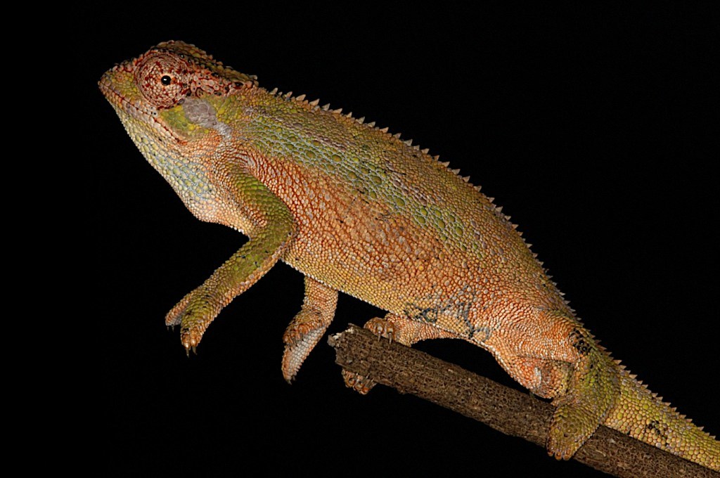 nueva especie de camaleón