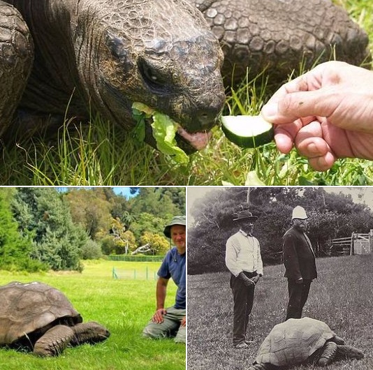 Jonathan la tortuga gigante
