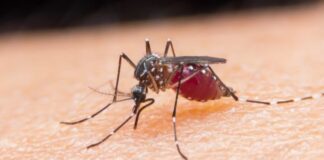 Vacuna contra la malaria - Noticias Ahora