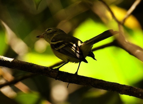 Redescubren a un raro pájaro venezolano