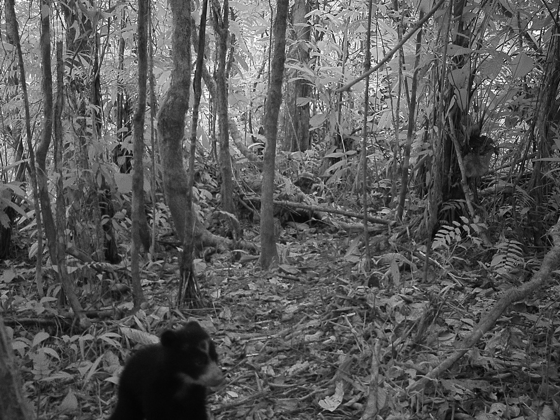 descubrieron a los dos cachorros de Osos Jukumari