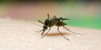 Casos de paludismo en Delta Amacuro - Noticias ahora