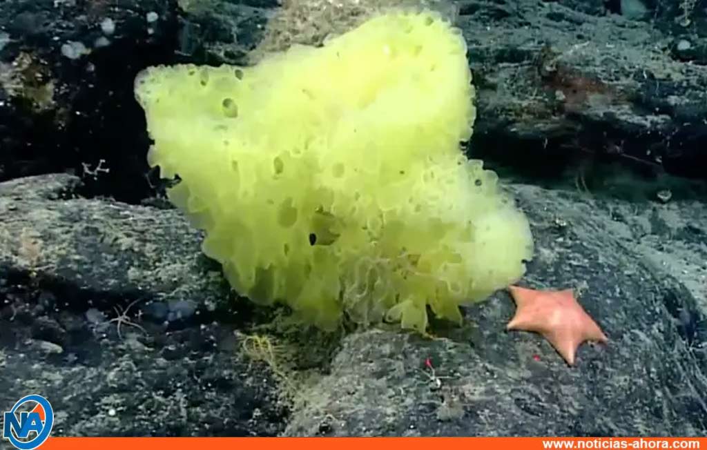 Bob Esponja y Patricio de la Vida Real - Noticias Ahora
