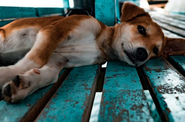 venezolano caminó con su perrita