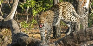Leopardo ataca a modelo - Noticias Ahora
