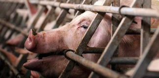 Brote de gripe porcina en Haití - Noticias Ahora