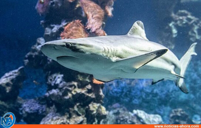 Tiburones y rayas están en peligro de extinción - Noticias Ahora