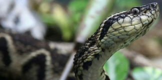Veneno de las serpientes - Noticias Ahora