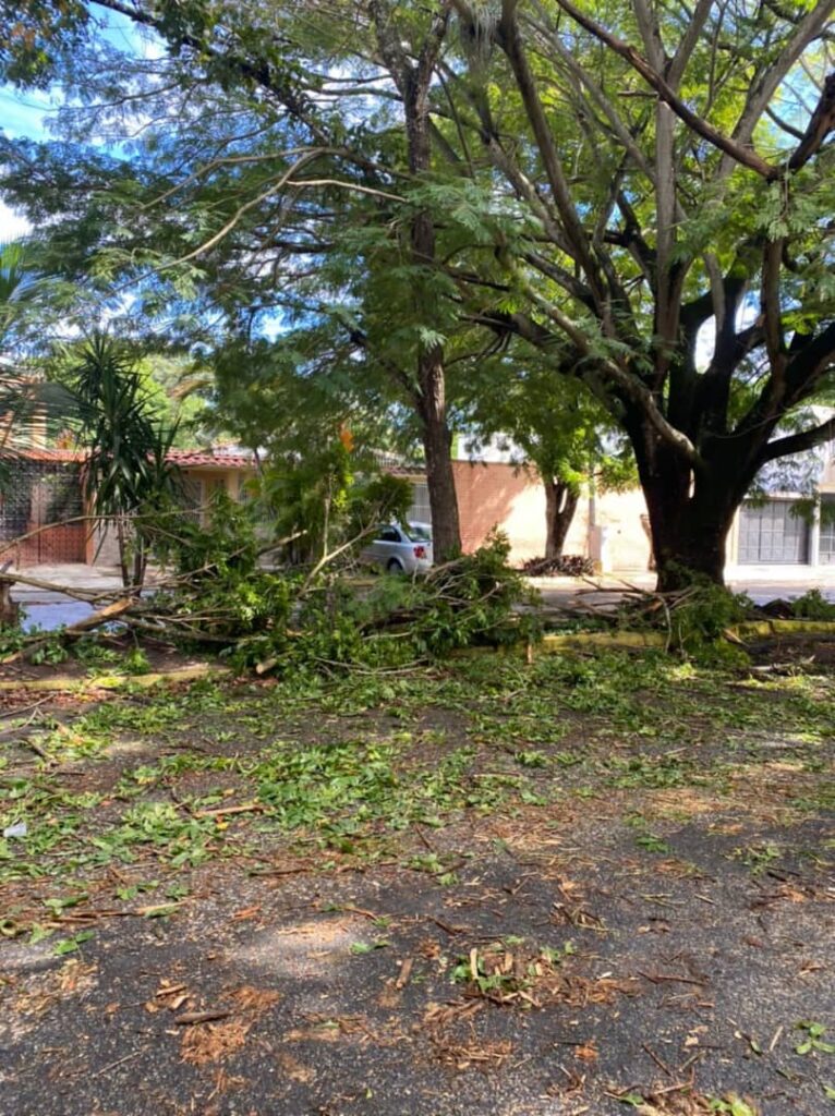 poda de árboles en Quintas del Norte