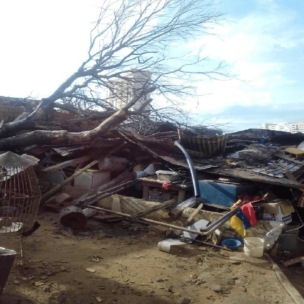 árbol de mamón destruye la casa de un abuelo