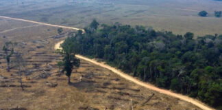 Deforestación en la Amazonia brasileña en 2021 - Noticias Ahora
