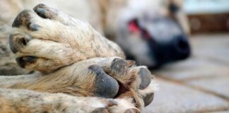 Perros envenenados en Los Teques - Noticias Ahora