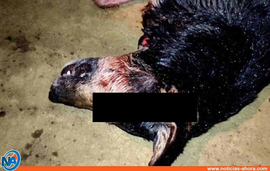 Detenido hombre por matar mascota vecino - Detenido hombre por matar mascota vecino - Detenido hombre por matar mascota vecino - Detenido hombre por matar mascota vecino