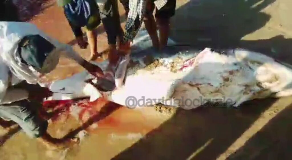 detenidos muerte tiburón Sucre 4