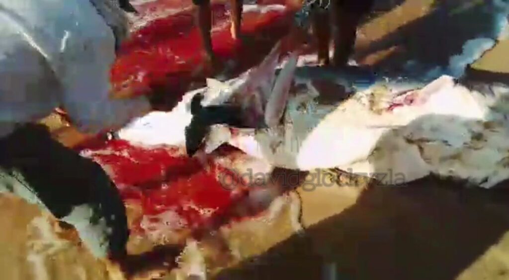detenidos muerte tiburón Sucre 1