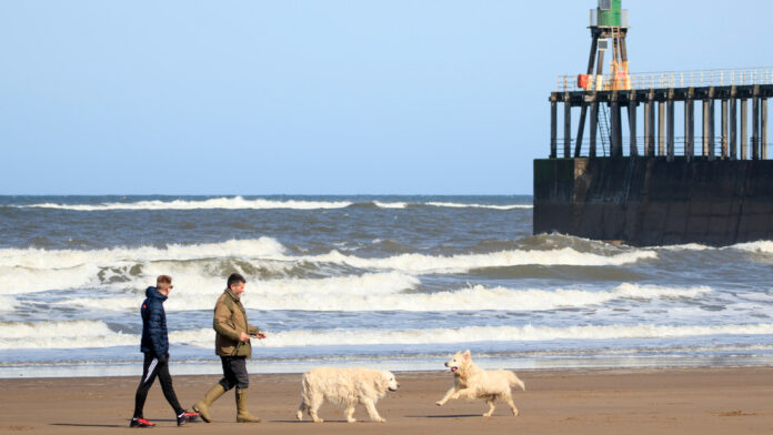 enfermedad en perros en las playas del Reino Unido