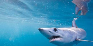 Mataron tiburón en Sucre - Noticias Ahora