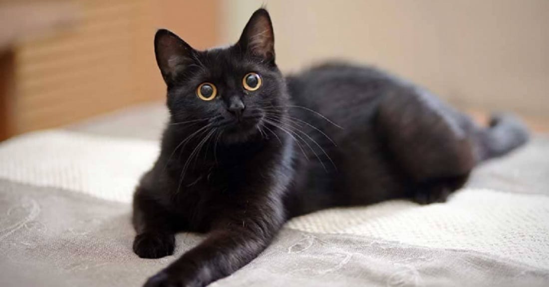 gatos negros - gatos negros