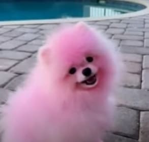 Yailin pintó a su perro de rosa