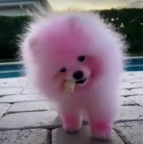 Yailin pintó a su perro de rosa