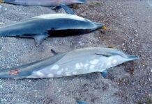 delfines muertos en una costa de México