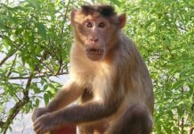 ocho casos viruela de mono