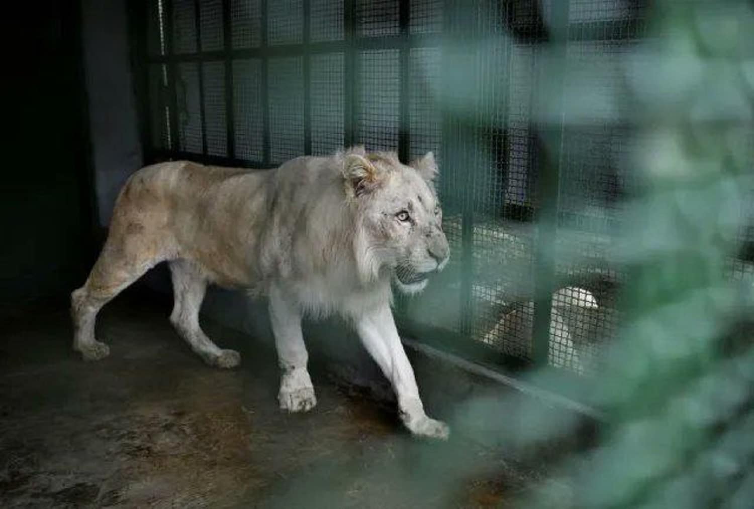 tres leones blancos