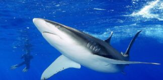 Ataque de tiburón en Florida