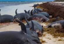 Mueren 50 ballenas en Islas Vírgenes Británicas