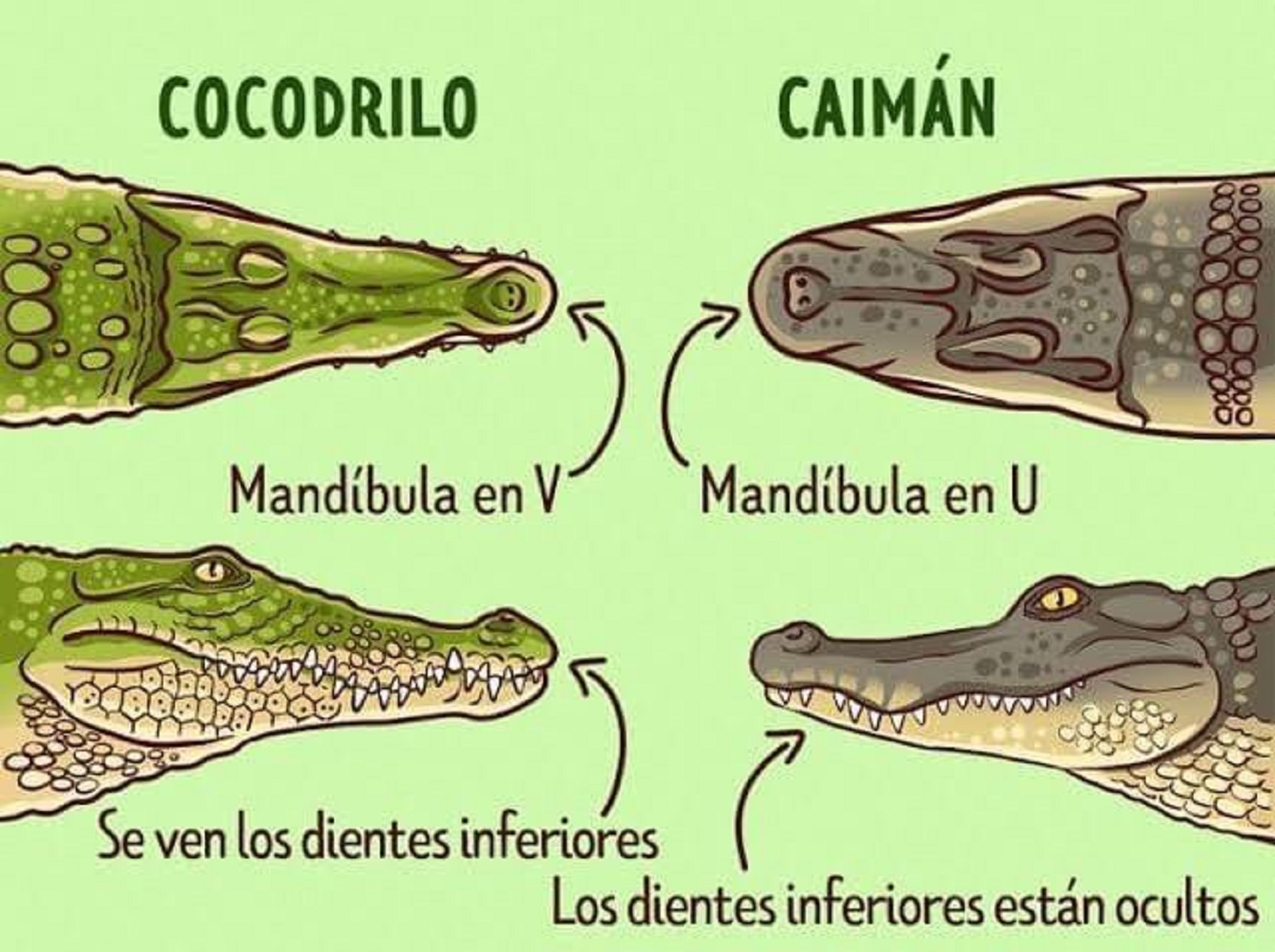 diferencias caimán cocodrilo