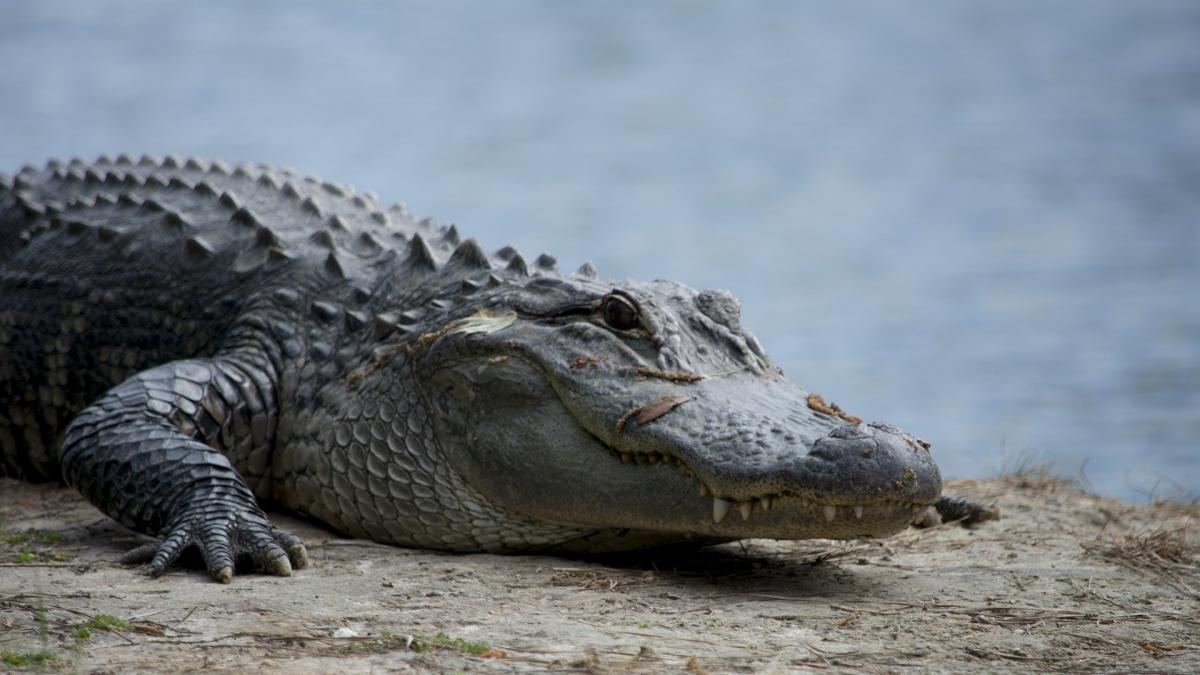 ataque de un caimán en Florida