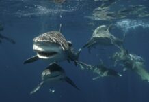 mujer muere atacada por un tiburón en el mar Rojo